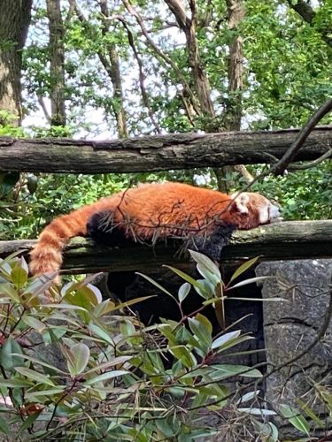 Zelfde rode panda andere hoek of toch dezelfde hoek met een andere rode panda?