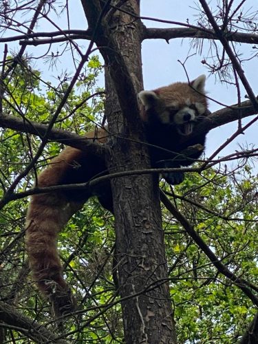 Rode panda