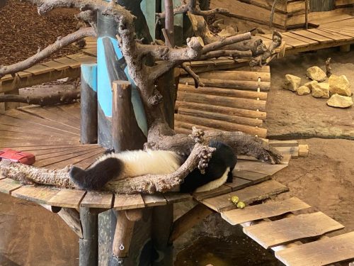 Ook dit betreft (een deel van) een panda